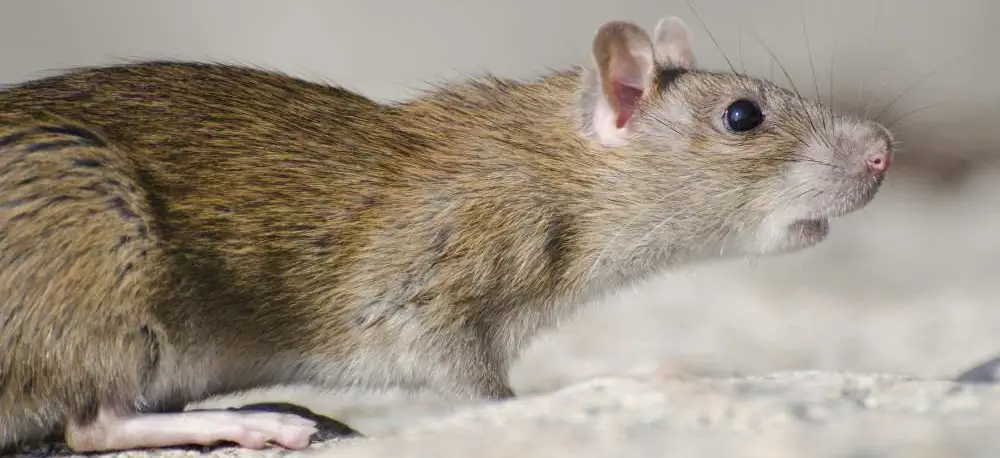 Brown Rat