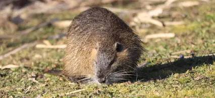 Bush Rat
