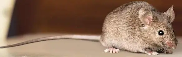 Domestic rat control in Melbourne