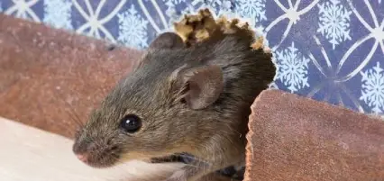 House Mouse
