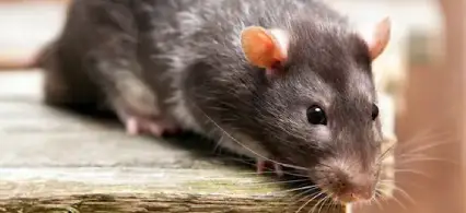 Roof Rat