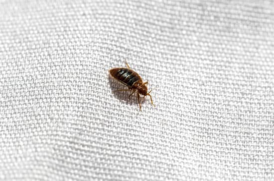 Bedbugs Control Melbourne