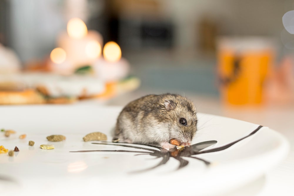 How to  Get Rid of Rodents from Your Home With These Techniques