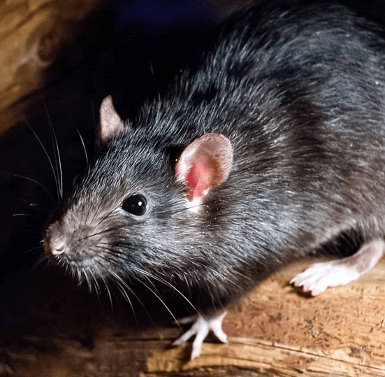 Ant Removal Melbourne